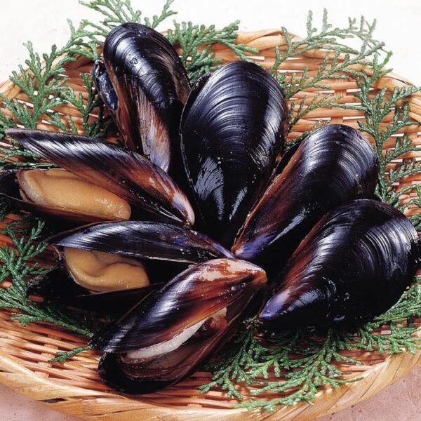 カナダ ソフトスプリング島産 活ムール貝 1.8kg