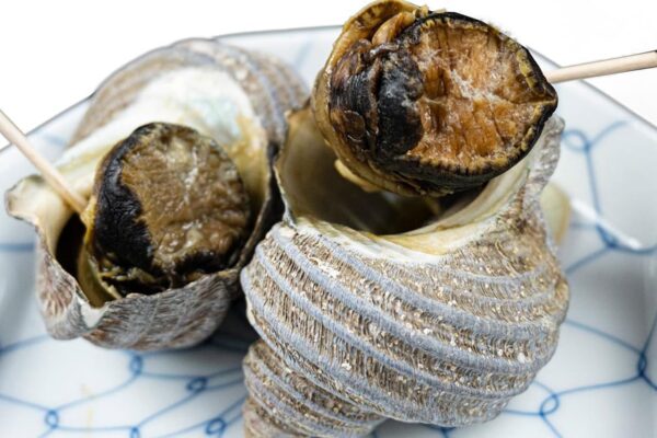 山口県周防大島産 活きサザエ さざえ 約500g(4個~7個)冷蔵