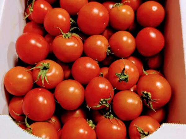 茨城県産 トマト 華おとめ 約1kg - 画像 (2)