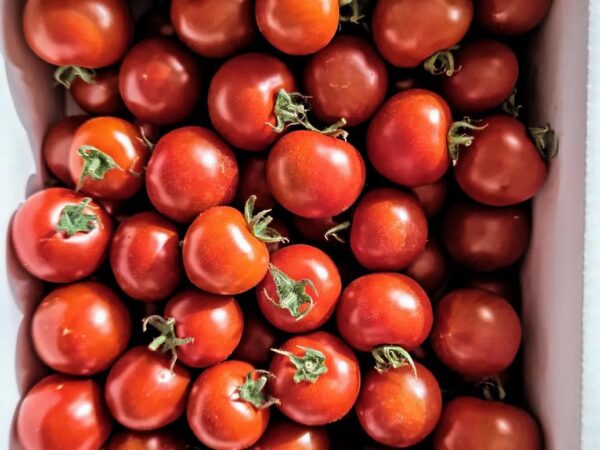 茨城県産 トマト 華おとめ 約1kg - 画像 (3)