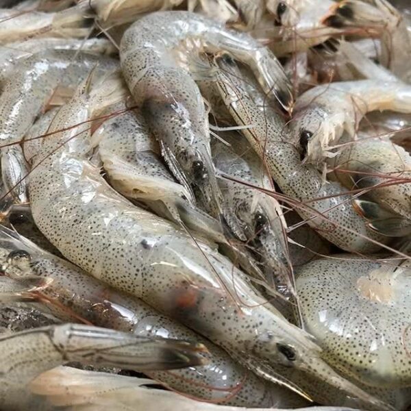冷凍 熊本県産 芝エビ 1kg IQF