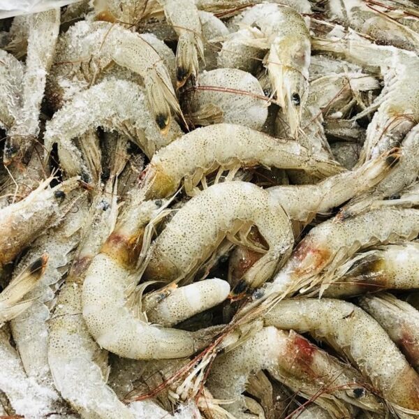 冷凍 熊本県産 芝エビ 1kg IQF - 画像 (2)