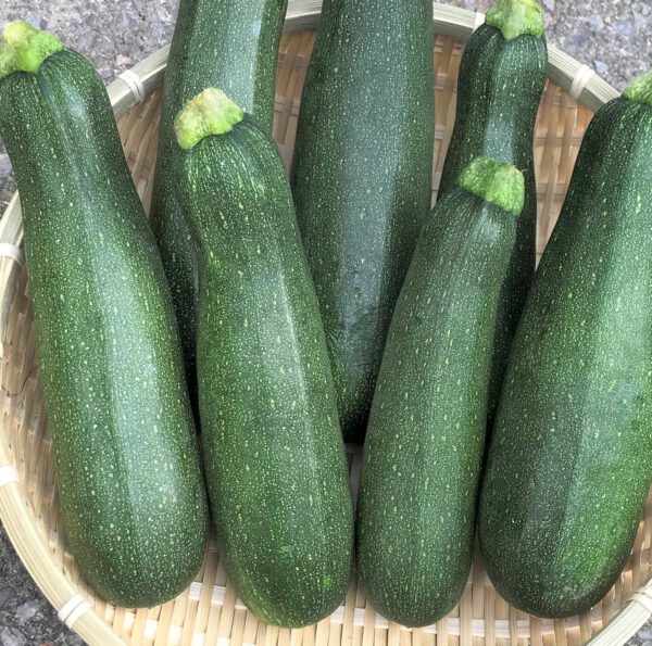 沖縄県産　ズッキーニ １ｋｇ - 画像 (2)