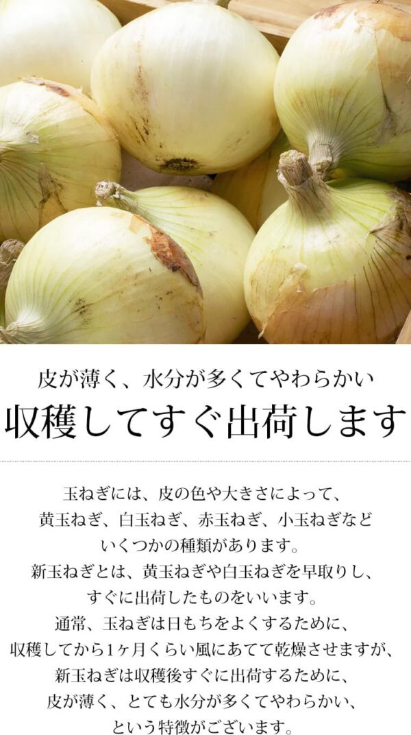 新玉ねぎ はるたま 訳あり 約5kg JAとぴあ浜松 静岡県産 タマネギ - 画像 (4)