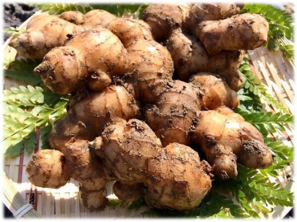 徳島県産 洞窟熟成 ほら穴生姜 約500g