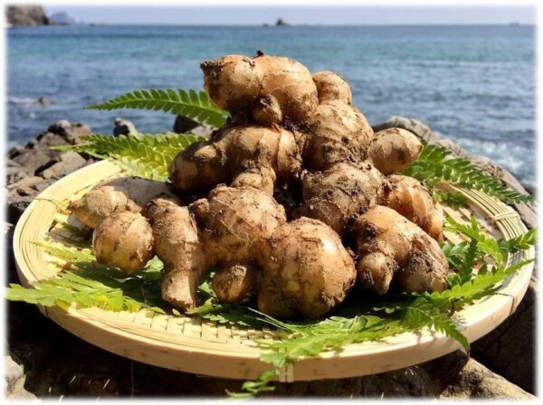 徳島県産 洞窟熟成 ほら穴生姜 約500g - 画像 (2)
