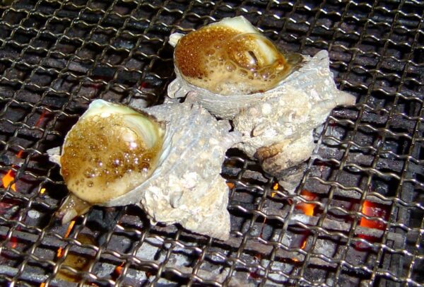 活サザエ　中サイズ　1ｋｇ（１０個～１２個） - 画像 (3)