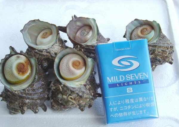 活サザエ　中サイズ　1ｋｇ（１０個～１２個） - 画像 (6)