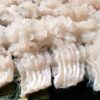 山口県宇部産 活鱧（ハモ1尾～3尾）天然ハモフィレ(骨切りパック約500g) 骨切り済み