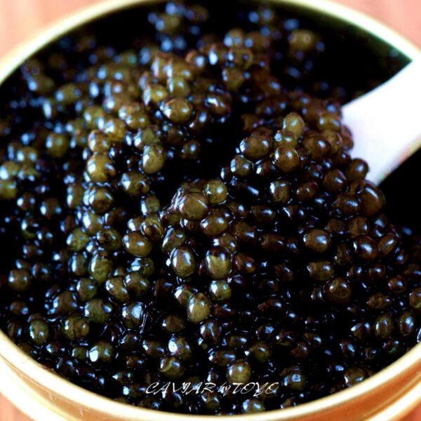 【化粧箱入り】フレッシュキャビア 50g（非加熱）フランス STURIA社製