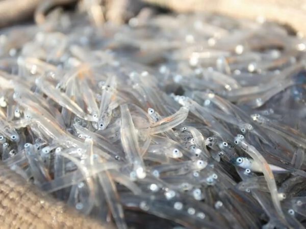 愛媛県産 冷凍 生しらす 50g×10パック - 画像 (2)