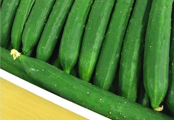 徳島県産 花付きゅうり 花きゅうり 約20本 - 画像 (2)