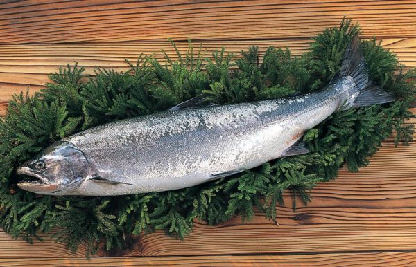北海道函館産 サクラマス 桜鱒 セミドレス 1kg