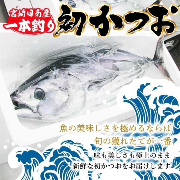宮崎県産 一本釣り 初かつお 初ガツオ 1尾 約3kg セミドレス 初鰹 天然鰹 鰹 刺身 たたき - 画像 (2)