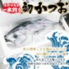 宮崎県産 一本釣り 初かつお 初ガツオ 1尾 約3kg セミドレス 初鰹 天然鰹 鰹 刺身 たたき - 画像 (2)