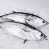 宮崎県産 一本釣り 初かつお 初ガツオ 1尾 約3kg セミドレス 初鰹 天然鰹 鰹 刺身 たたき - 画像 (3)
