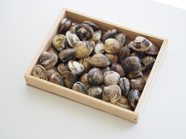 中国産 ミニ活ハマグリ生 2kg 約70粒