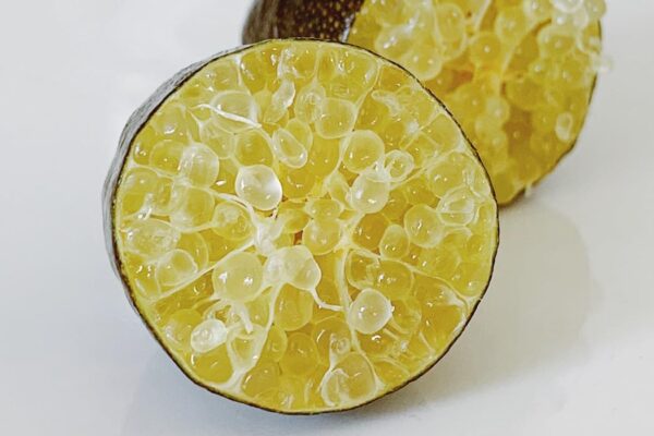 愛媛県産 フレッシュ キャビアライム フィンガーライム 約100g(約8本前後)