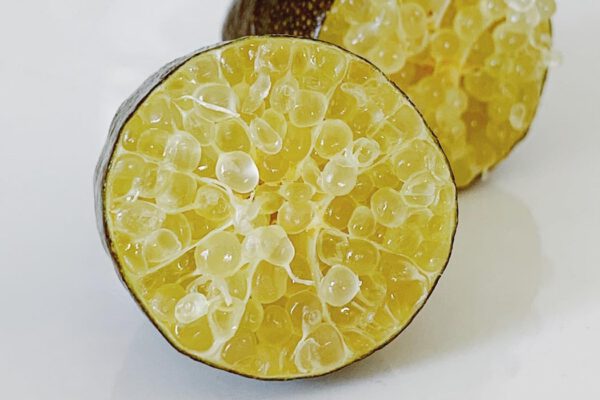 愛媛県産 フレッシュ キャビアライム フィンガーライム 約100g(約8本前後)