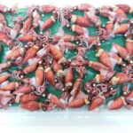 ホタルイカ 春の新物 釜揚げ 蛍烏賊 ボイルホタルイカ 富山湾産350g×2 冷凍・釜揚ホタルイカ2 P・ (2パック) - 画像 (2)