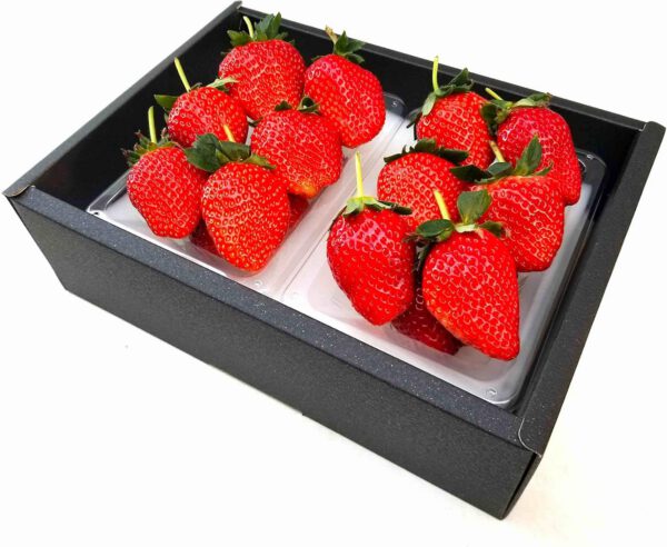 超大粒 イチゴ とちおとめ/とちあいか等 いちご 秀品 600g前後 ギフト用 化粧箱 糖度:約11度 - 画像 (3)