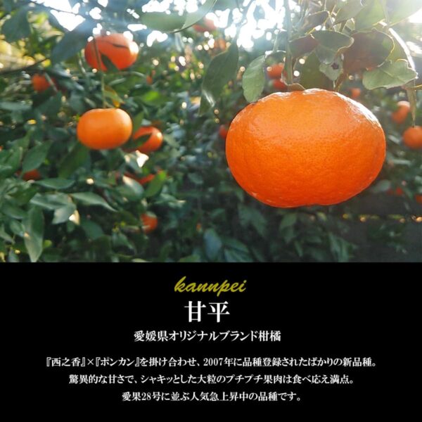 希望の島 甘平 1kg 訳あり品 サイズ込 愛媛 中島産 みかん 柑橘 かんぺい - 画像 (4)