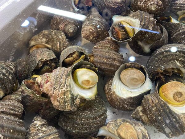 愛媛県産他 (活) サザエ 中サイズ 約1kg (7~10個)