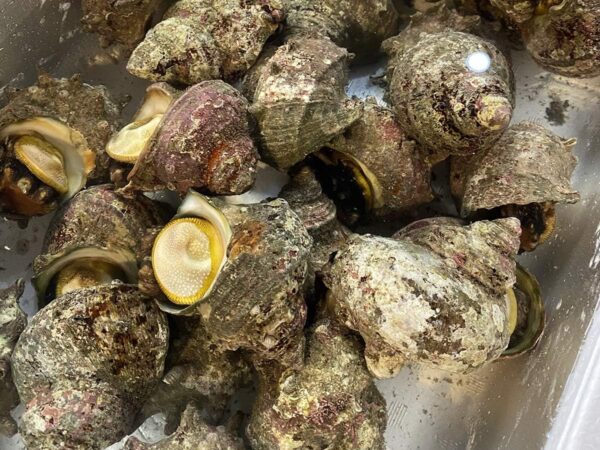 愛媛県産他 (活) サザエ 中サイズ 約1kg (7~10個) - 画像 (2)