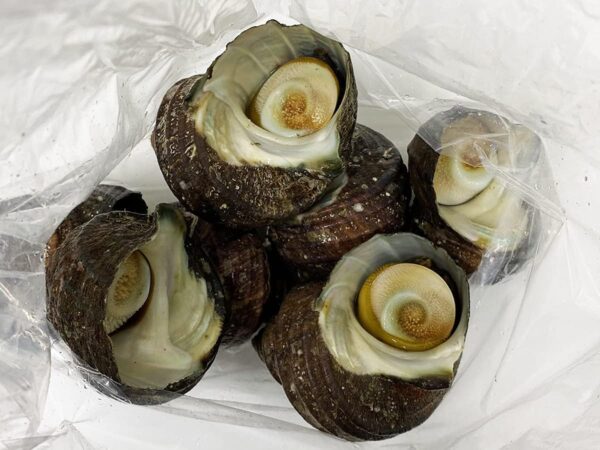 愛媛県産他 (活) サザエ 中サイズ 約1kg (7~10個) - 画像 (3)