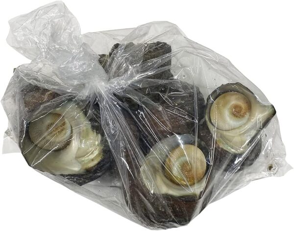 愛媛県産他 (活) サザエ 中サイズ 約1kg (7~10個) - 画像 (4)