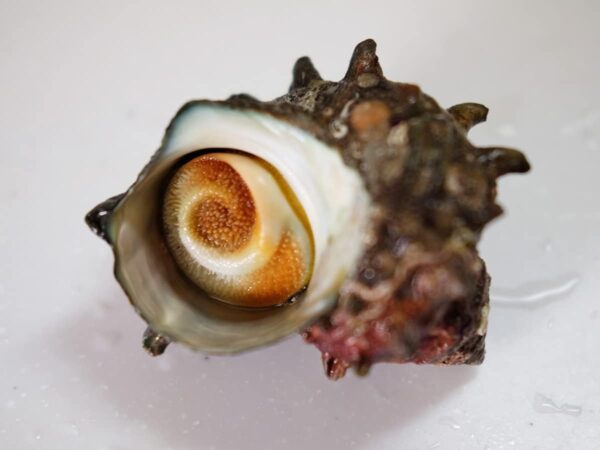 愛媛県産他 (活) サザエ 中サイズ 約1kg (7~10個) - 画像 (5)