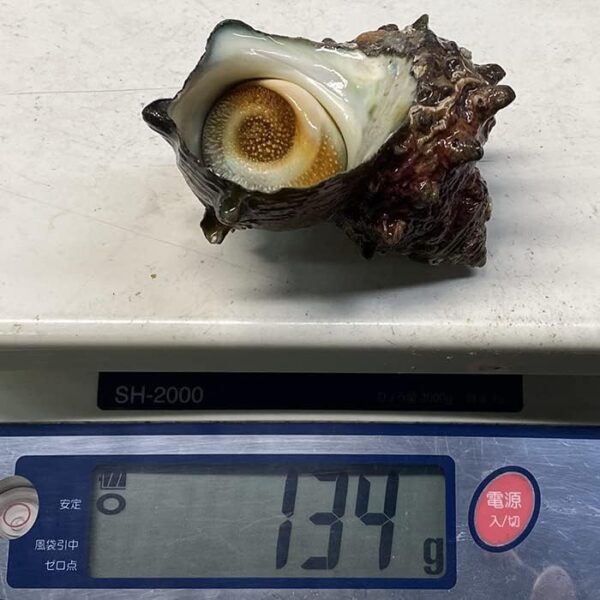 愛媛県産他 (活) サザエ 中サイズ 約1kg (7~10個) - 画像 (6)