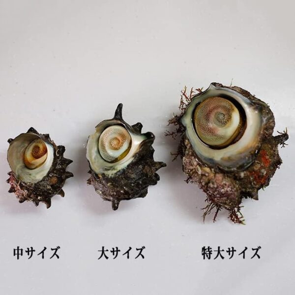 愛媛県産他 (活) サザエ 中サイズ 約1kg (7~10個) - 画像 (7)