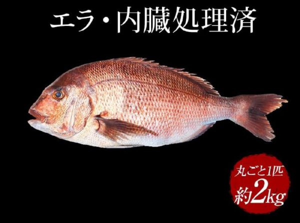 愛媛県産 みかん愛たい セミドレス 真鯛 1尾 約1.5kg~2kg(内臓、ウロコ処理済み) - 画像 (2)
