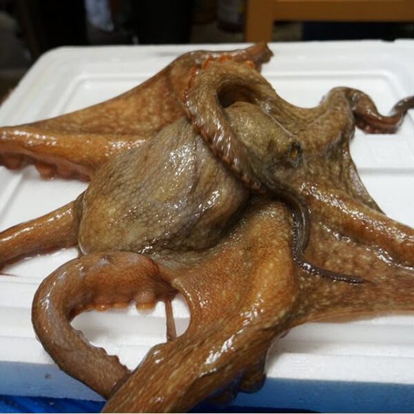 兵庫県明石産 明石の真蛸 冷凍頭付き生たこ 冷凍 生 明石マダコ 約1kg(3杯前後) - 画像 (2)
