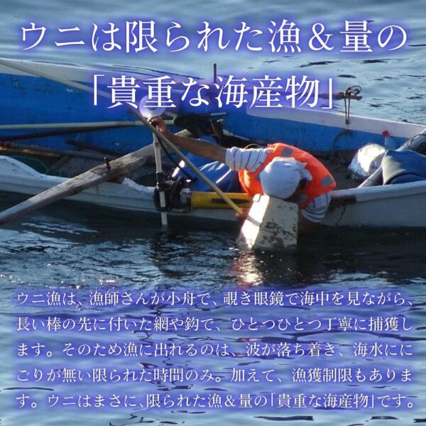 塩水うに 【札幌場外市場】 【100g × 4個セット】 バフンウニ 北方四島産 (ロシア産) 【丸市岡田商店】 - 画像 (4)