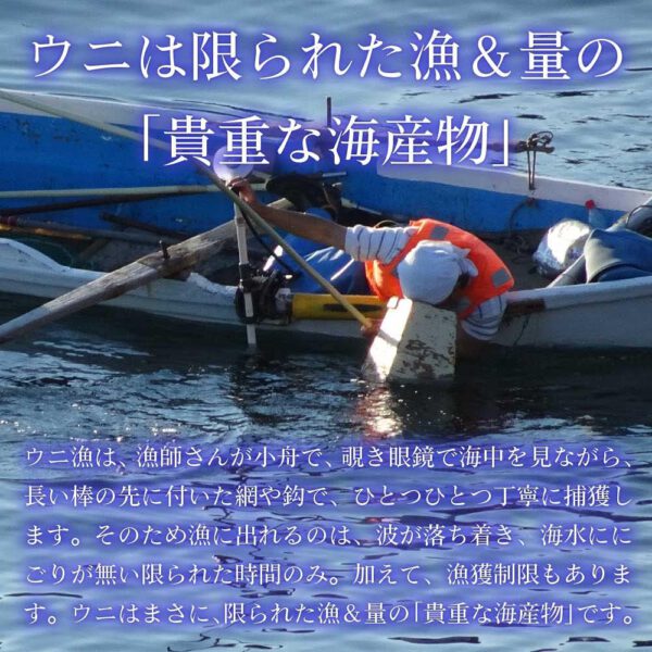 塩水うに 【札幌場外市場】 【100g × 4個セット】 バフンウニ 北方四島産 (ロシア産) 【丸市岡田商店】 - 画像 (4)