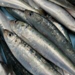 大船渡産 生いわし、イワシ未処理 約1kg(10-13尾)、冷蔵品