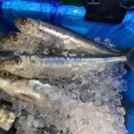 大船渡産 生いわし、イワシ未処理 約1kg(10-13尾)、冷蔵品 - 画像 (2)