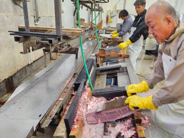 三崎港直送 キハダマグロ 切り落とし 訳あり 端材詰合せ (1kg)冷凍 マグロ - 画像 (5)