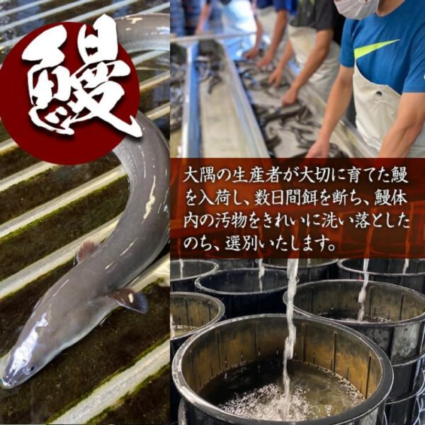 鹿児島県 冷凍 国産 うなぎ白焼き3尾 計360g 真空パック 白焼き 真空パック うなぎ ウナギ 鰻 - 画像 (3)