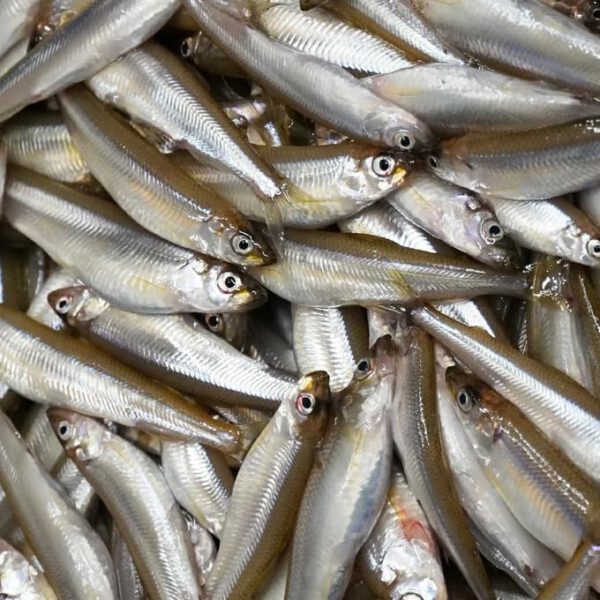 北海道産 生ワカサギ 500g 冷蔵