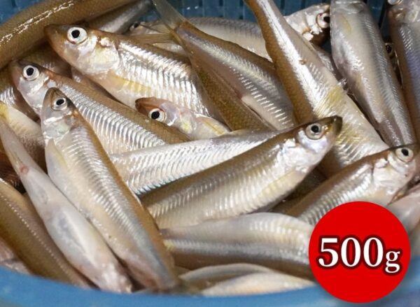 北海道産 生ワカサギ 500g 冷蔵 - 画像 (2)
