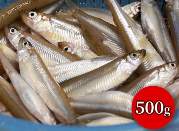 北海道産 生ワカサギ 500g 冷蔵 - 画像 (2)