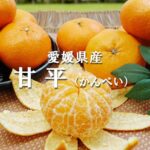 愛媛県産 甘平みかん 1kg入り 4玉前後 - 画像 (3)
