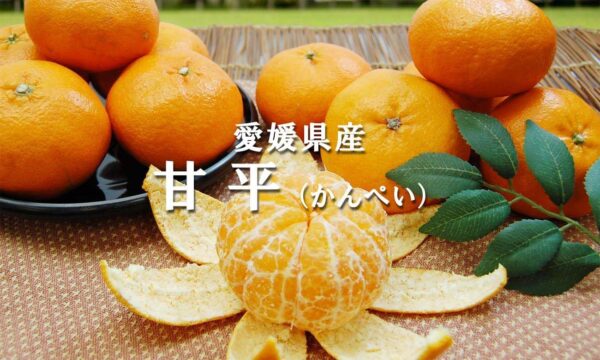 愛媛県産 甘平みかん 1kg入り 4玉前後 - 画像 (3)