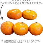 愛媛県産 甘平みかん 1kg入り 4玉前後 - 画像 (4)