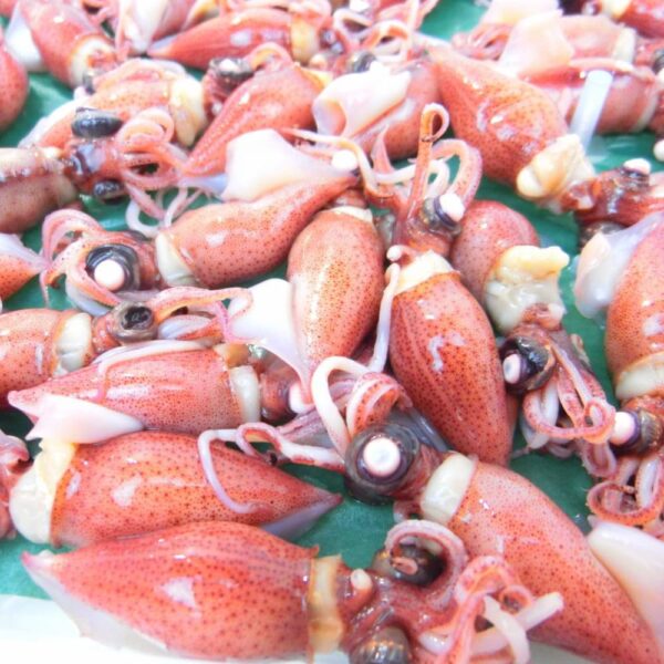 ホタルイカ 春の新物 釜揚げ 蛍烏賊 ボイルホタルイカ 富山湾産350g 冷凍・釜揚ホタルイカ・ (1パック 350 g) - 画像 (6)