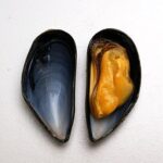 フランス モンサンミッシェル産 活ムール貝1.4kg 冷蔵 - 画像 (2)