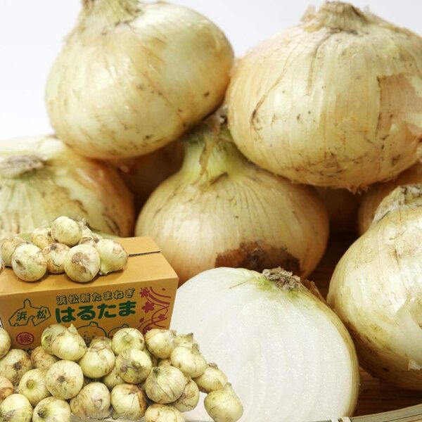 新玉ねぎ はるたま 約10kg Lサイズ 約40玉 JAとぴあ浜松 静岡県産 タマネギ